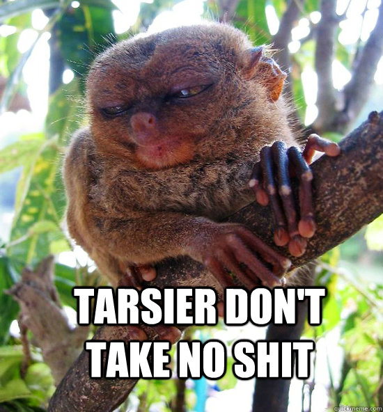 TARSIER DON'T TAKE NO SHIT  Tarsier