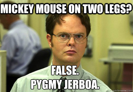 Mickey mouse on two legs? False.
PYGMY JERBOA.  Schrute