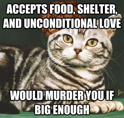 accepts food, shelter, and unconditional love would murder you if big enough - accepts food, shelter, and unconditional love would murder you if big enough  Scumbag Cat