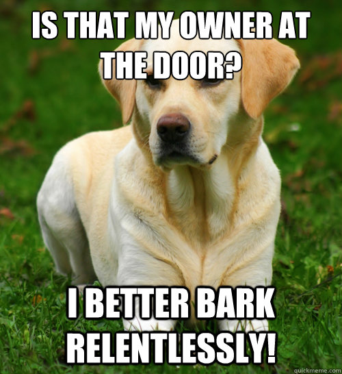 Is that my owner at the door? I better bark relentlessly!   Dog Logic