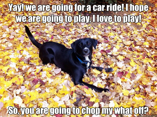 Yay! we are going for a car ride! I hope we are going to play, I love to play! So, you are going to chop my what off?  Guilt Giving Good Dog