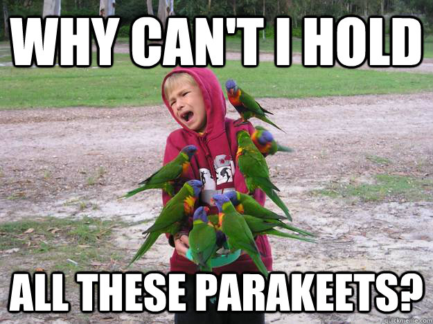 why can't i hold all these parakeets? - why can't i hold all these parakeets?  Parakeet Steve