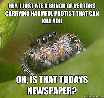 Hey, I just ate a bunch of vectors carrying harmful protist that can kill you Oh, is that todays newspaper?  Misunderstood Spider