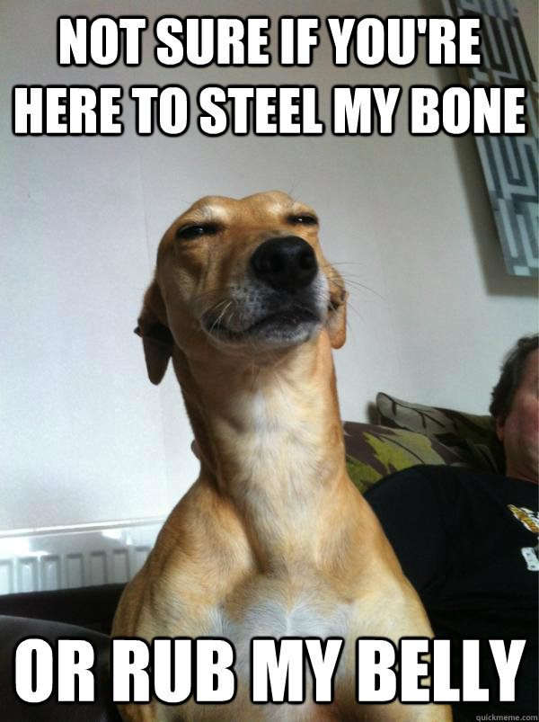 Not sure if you're here to steel my bone or rub my belly - Not sure if you're here to steel my bone or rub my belly  Fry dog