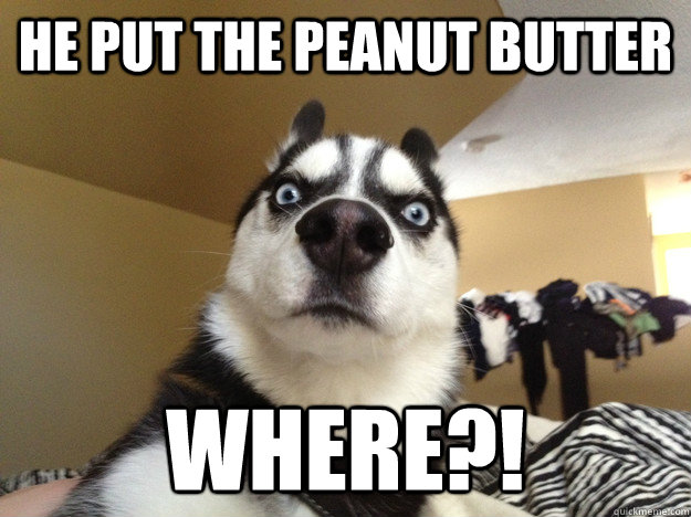 He put the peanut butter Where?! - He put the peanut butter Where?!  Astounded Husky