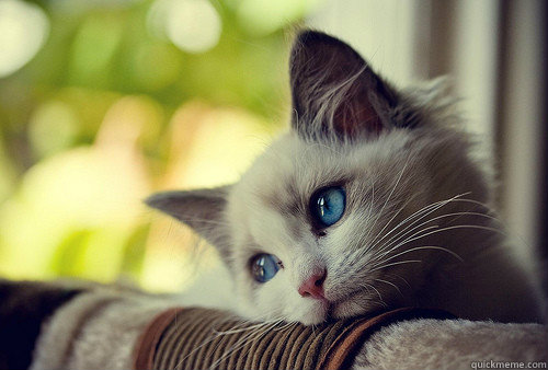    First World Cat Problems