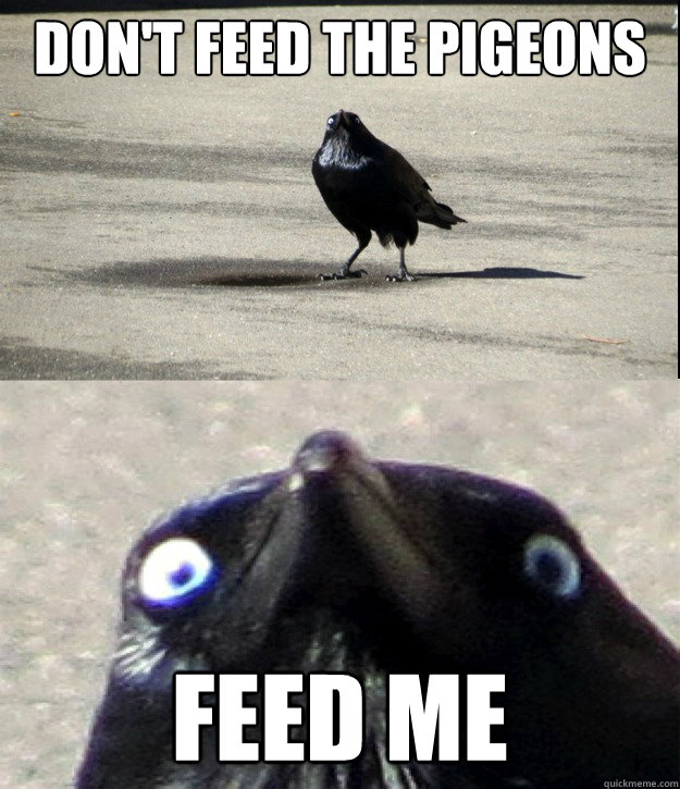 Don't feed the pigeons FEED ME - Don't feed the pigeons FEED ME  Insanity Crow