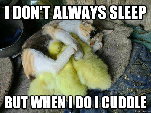 I don't always sleep But when I do I cuddle - I don't always sleep But when I do I cuddle  Cuddle cat