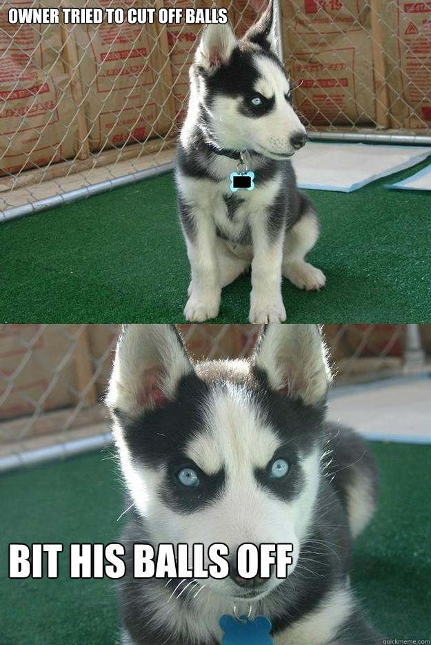 owner tried to cut off balls bit his balls off  Insanity puppy