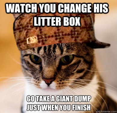 Watch you change his litter box go take a giant dump just when you finish - Watch you change his litter box go take a giant dump just when you finish  Scumbag Cat