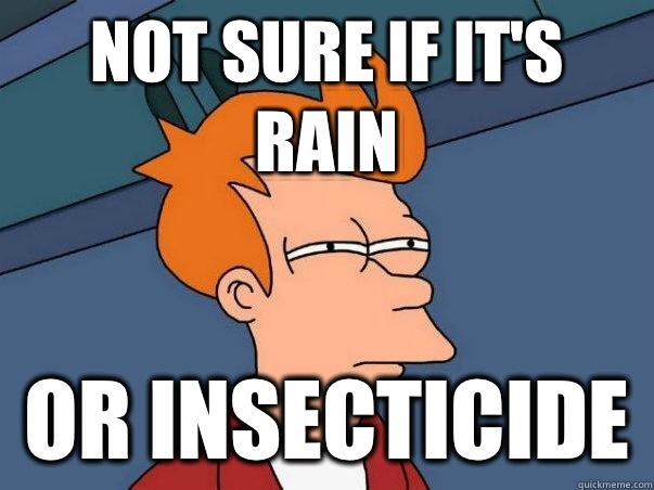Not sure if it's rain Or insecticide  Not sure Fry