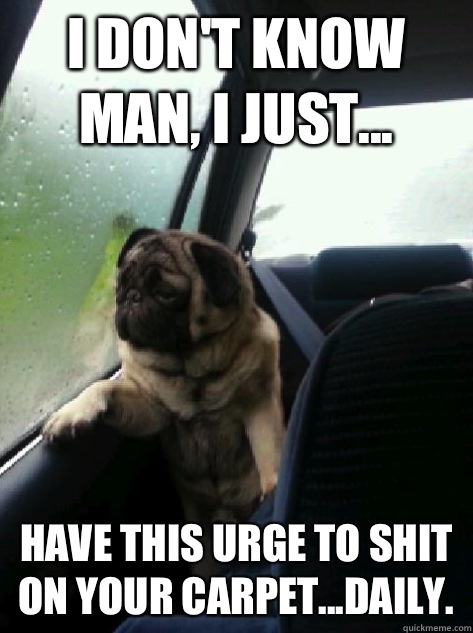 I don't know man, I just... have this urge to shit on your carpet...daily.   Introspective Pug