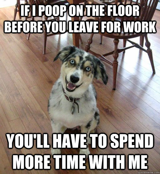 If I poop on the floor before you leave for work you'll have to spend more time with me - If I poop on the floor before you leave for work you'll have to spend more time with me  Overly Attached Dog