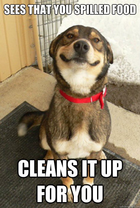 Sees that you spilled food cleans it up for you  Good Guy Dog