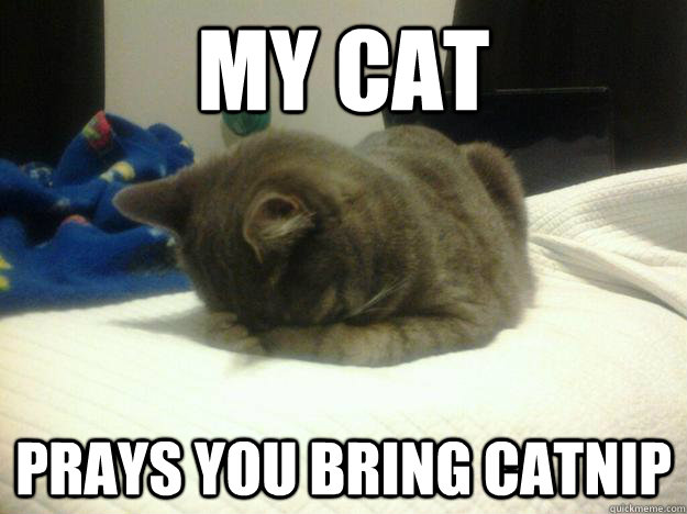 My Cat  Prays you bring catnip  