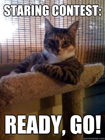 staring contest: ready, GO!  The Most Interesting Cat in the World