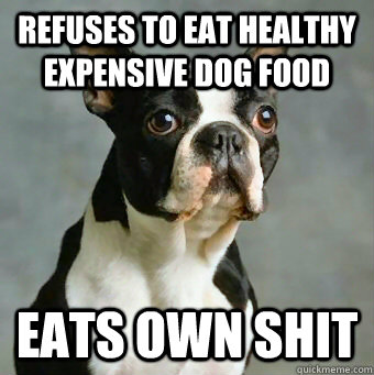 refuses to eat healthy expensive dog food eats own shit   