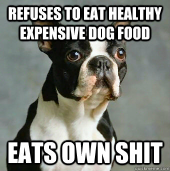 refuses to eat healthy expensive dog food eats own shit   Stupid Dog