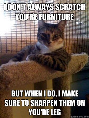I don't always scratch you're furniture but when I do, I make sure to sharpen them on you're leg  The Most Interesting Cat in the World