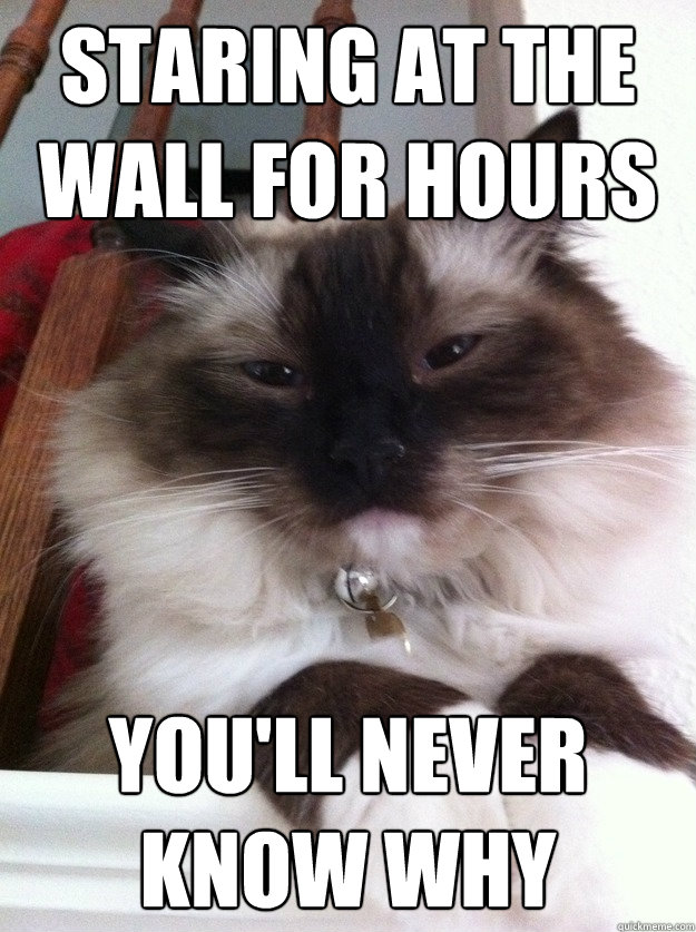 Sagwa the Diva Cat memes quickmeme