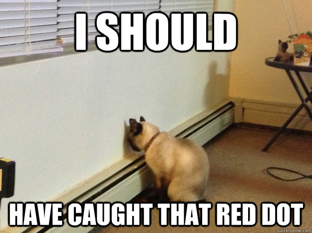 I should have caught that red dot - I should have caught that red dot  Regretful Cat