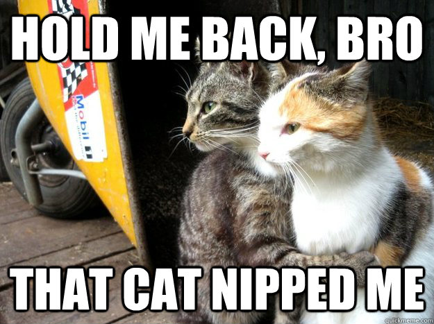 Hold me back, bro That cat nipped me - Hold me back, bro That cat nipped me  Restraining Cat