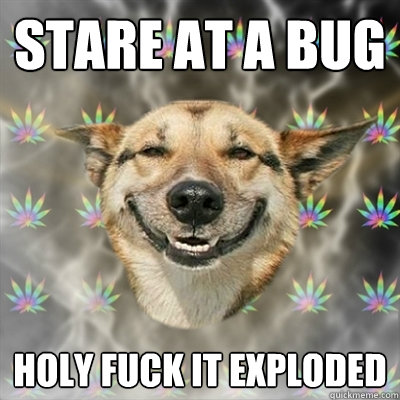 stare at a bug holy fuck it exploded  Stoner Dog