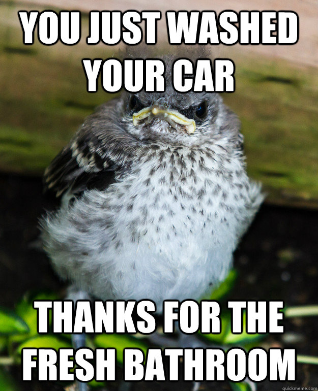 you just washed your car thanks for the fresh bathroom - you just washed your car thanks for the fresh bathroom  Grumpy Bird