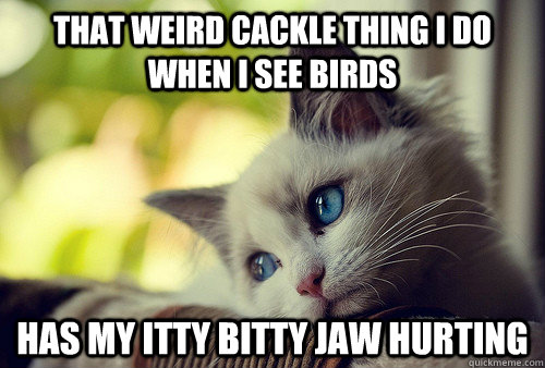 that weird cackle thing i do when i see birds has my itty bitty jaw hurting - that weird cackle thing i do when i see birds has my itty bitty jaw hurting  First World Problems Cat