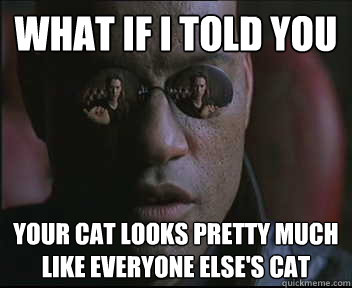 What if I told you your cat looks pretty much like everyone else's cat - What if I told you your cat looks pretty much like everyone else's cat  Morpheus SC