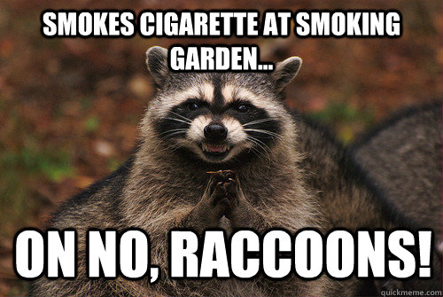 smokes cigarette at smoking garden... on no, Raccoons!  Insidious Racoon 2