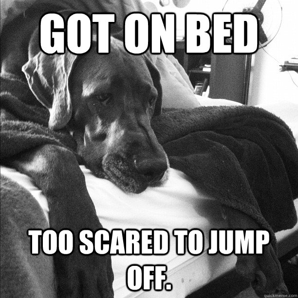got on bed too scared to jump off.  First World Dog problems
