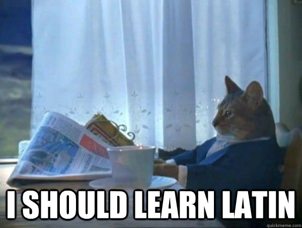  I should learn latin -  I should learn latin  morning realization newspaper cat meme