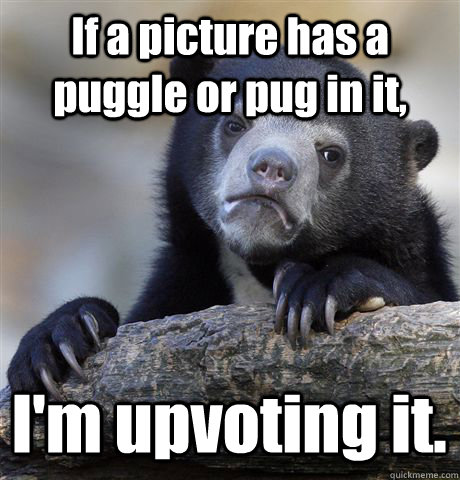 If a picture has a puggle or pug in it,  I'm upvoting it.  Confession Bear