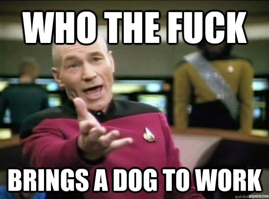 who the fuck brings a dog to work  Annoyed Picard HD