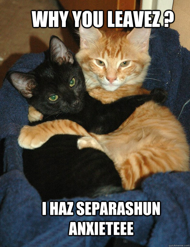 Why you leavez ? I haz separashun anxieteee - Why you leavez ? I haz separashun anxieteee  separation anxiety