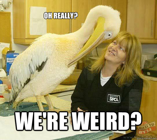 Oh really? we're weird? - Oh really? we're weird?  Accusatory pelican
