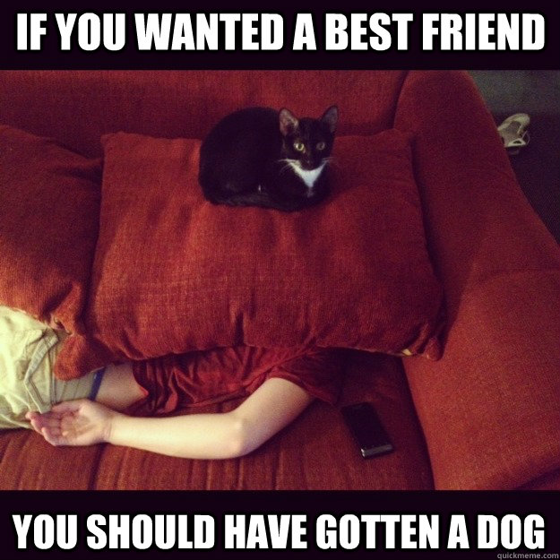 if you wanted a best friend you should have gotten a dog - if you wanted a best friend you should have gotten a dog  jealous cat