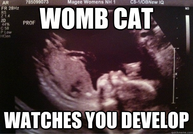 womb Cat Watches you develop - womb Cat Watches you develop  Misc