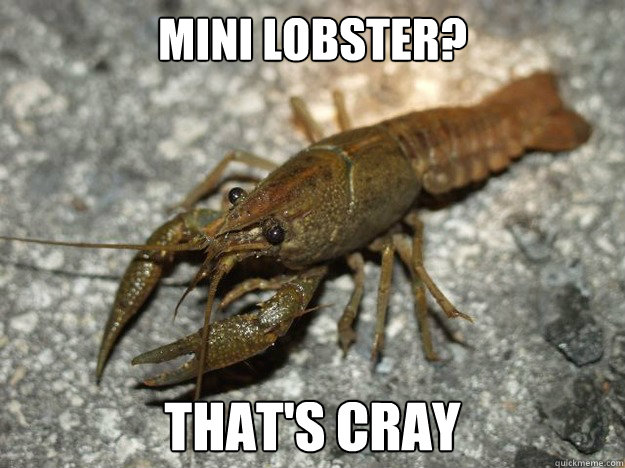 Mini Lobster? that's Cray  Cray Crayfish