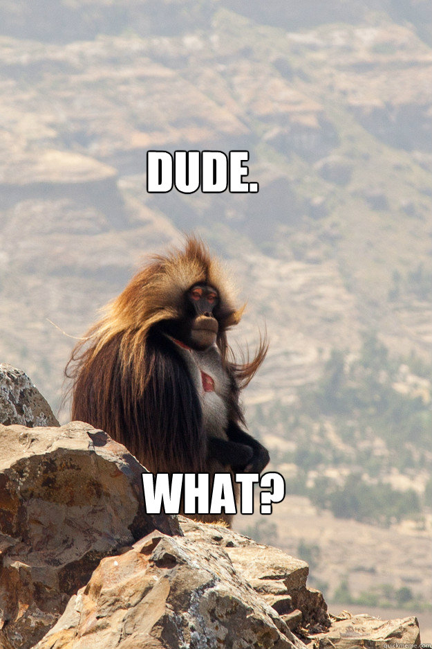 Dude. What? - Dude. What?  Contemplating Baboon