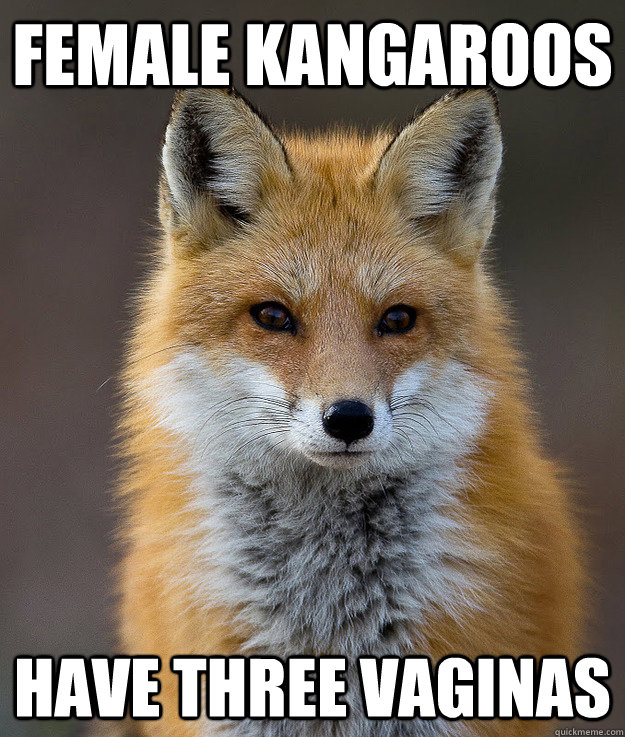 Female Kangaroos Have three Vaginas  - Female Kangaroos Have three Vaginas   Fun Fact Fox