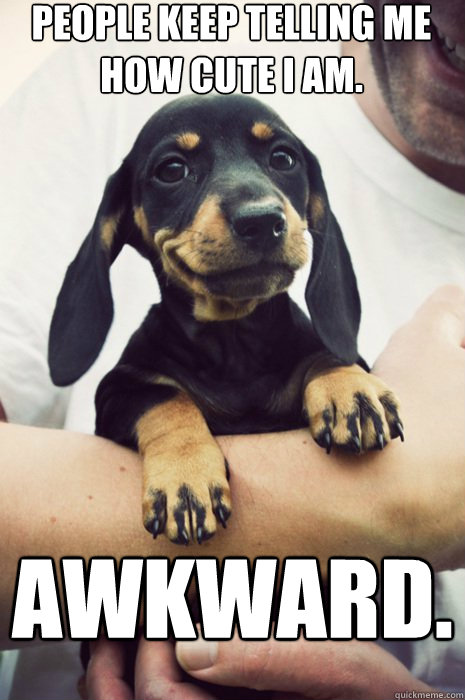 People keep telling me how cute I am. awkward.  Humblebrag Pup