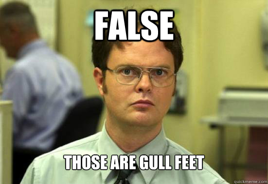 false Those are gull feet  