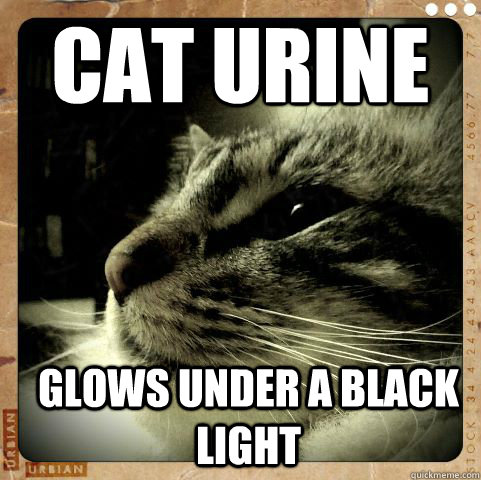 Cat Urine Glows Under a Black Light  