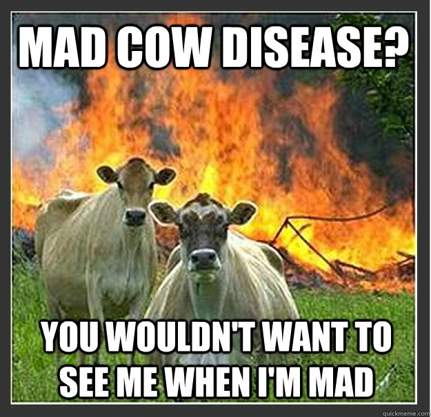 Mad Cow disease? You wouldn't want to see me when I'm mad - Mad Cow disease? You wouldn't want to see me when I'm mad  Evil cows