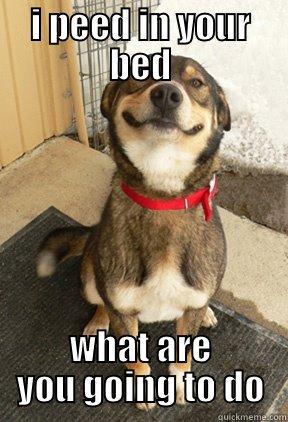 I PEED IN YOUR BED WHAT ARE YOU GOING TO DO Good Dog Greg