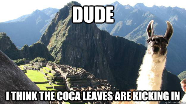 Dude i think the coca leaves are kicking in  10 Llama