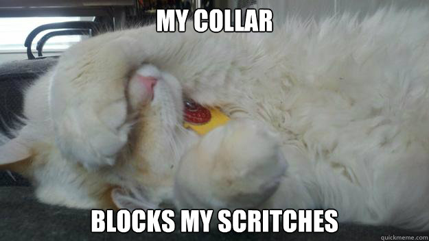 My Collar blocks my scritches  