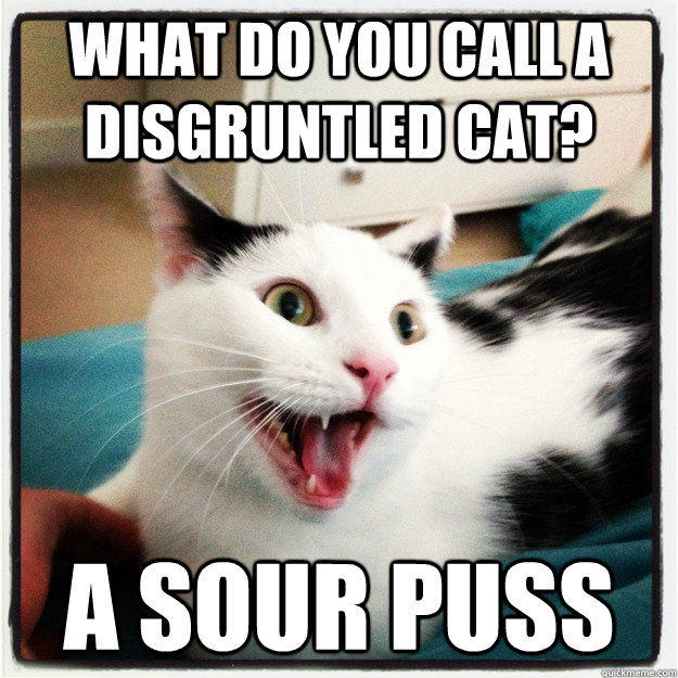 what do you call a disgruntled cat? A sour puss  - what do you call a disgruntled cat? A sour puss   Misc